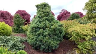 Pinus parviflora Bergman Japanese White Pine April 23 2020 [upl. by Berta]