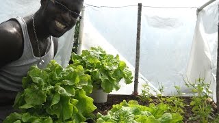 GROWING LETTUCE IN HOMEMADE GREENHOUSE Agrosuede Backyard Gardening [upl. by Natsreik67]