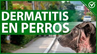 🐶 Dermatitis en Perros  Remedios Caseros para los Picores 🐶🐩 [upl. by Nitsyrc]