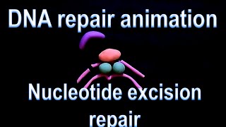 DNA repair  nucleotide excision repair [upl. by Airol347]