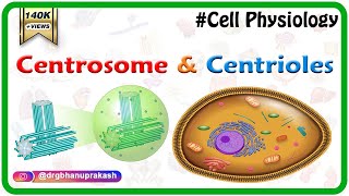 Centrosome and centrioles  USMLE Cell physiology Animations [upl. by Zachery628]