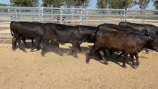 Carbene Grazing Vendor Bred Ultra black heifers 286kg 81124 [upl. by Suolhcin496]