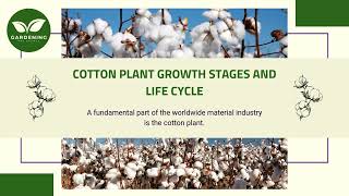 Cotton Plant Growth Stages and Life Cycle [upl. by Tannie]