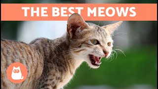 The Best VIDEOS of MEOWING CATS 🐱🐾 Angry Happy and Funny Cats MEOWING for You [upl. by Nerta480]