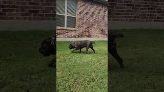 Secure the perimeter letstalkshopwitholeskool bigdog duet canecorso [upl. by Ettennig]