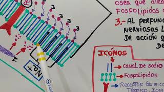 Farmacocinética y farmacodinamia de los Anestésicos locales [upl. by Enrique856]