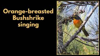 ORANGEBREASTED BUSHSHRIKE singing [upl. by Kisor]