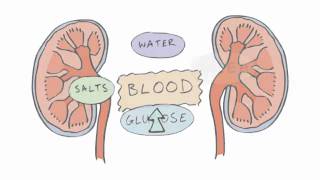 New GCSE BBC Bitesize  Homeostasis [upl. by Neillij14]