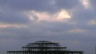 Starlings flocking over Brightons West Pier [upl. by Menendez58]