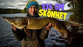 Hysteriskt Höstfiske med 116 cm lång Gädda  Team Galant [upl. by Ateiluj]