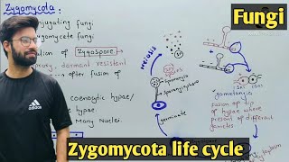 Zygomycota life cycle  Characteristics  Class 11 Biology [upl. by Tani]