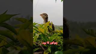 Chakor k bachai ki awaz  chakor falcon baby sound کالا تیتر کے بچے آواز [upl. by Nosliw]