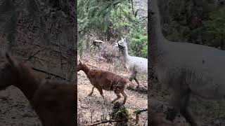 The boys headed to their paddock… goats and alpacas oh my [upl. by Netfa]