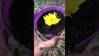 How to grow chrysanthemums properly and quickly [upl. by Essyle]