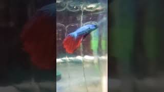 please subscribe for Betta fish [upl. by Attalanta]