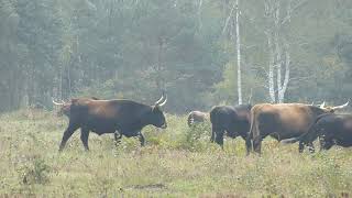 Heckrinder in der Oranienbaumer Heide [upl. by Nomyad899]