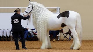 25 Most Beautiful Horses on Planet Earth [upl. by Flagler]