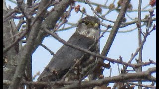 Faucon émerillon 2  Merlin  Falco columbarius [upl. by Jaan]