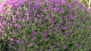 Polygala Petite Butterflys  Dwarf Sweat Pea Shrub [upl. by Harness]