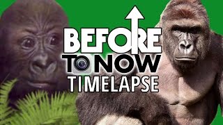 HARAMBE  Before To Now TIME LAPSE [upl. by Cia]