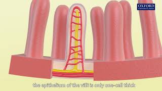 Animation 64 Structure of a villus [upl. by Ayekram]