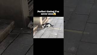 cat vs mouse the ultimate showdown 🐾🐭 pets cat catlover viralshorts funnyanimals funnypets [upl. by Nitin185]