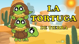 La tortuga TERRESTRE informacion para Niños 🐢 Tipos de Tortugas ✅ [upl. by Ribaudo]