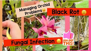 Managing Orchid problems Black Rot— Fungus RIP But also some good happening in the Garden [upl. by Hpeosj925]