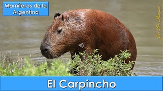 Carpincho Capybara Hydrochoerus hydrochaeris Mamíferos de la Argentina [upl. by Mahseh]