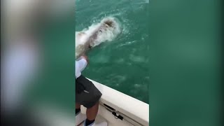 WATCH Goliath grouper eats shark in 1 bite [upl. by Lenwood534]