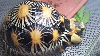 SemiHigh Yellow Radiated Tortoise [upl. by Muiram]