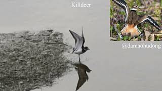 Killdeer [upl. by Nanon]