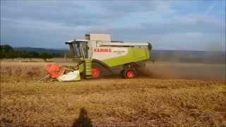 Roggen Dreschen 2014 mit Claas Lexion 550 und Massey Ferugson 3085 New Holland TL 90 [upl. by Enelcaj]