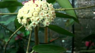 Just the Flowers Maam Hoya pottsii sp Thailand [upl. by Ardath]