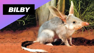 National Bilby Day 2019 [upl. by Namaan]