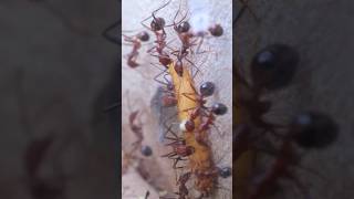 Ants Attack Mealworm🤯 [upl. by Maire496]