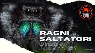 COME SI ALLEVA UN RAGNO SALTATORE I Guida ai Phidippus regius [upl. by Duahsar219]