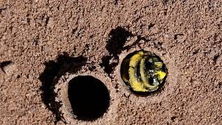 The Sunflower Chimney Bee Diadasia enavata  Texas [upl. by Theo]