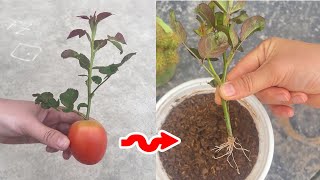 Super easy idea to propagate roses with tomatoes I My Garden [upl. by Akcirret210]