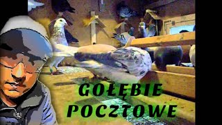 gołębie pocztowe [upl. by Nyladnar327]