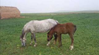 les chevaux barbes du maghreb [upl. by Fitzsimmons788]