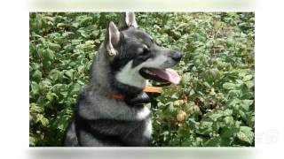 Swedish Elkhound Dog breed [upl. by Reiner]