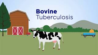 Abrupt events and population synchrony in the dynamics of Bovine Tuberculosis [upl. by Cleve552]