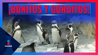 Pingüinos Humboldt llegan al zoológico de Chapultepec  Noticias con Francisco Zea [upl. by Sorci]