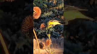 Birds enjoying sunflowers [upl. by Adnouqal]