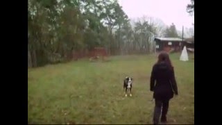 Appenzeller Sennenhunde  training [upl. by Hasile]