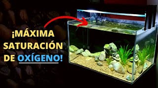 Cómo influye la TEMPERATURA en la OXIGENACIÓN del ACUARIO y en los PECES  Kleiner Fish Aquarium [upl. by Marchal]