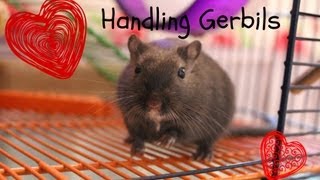 Handling Gerbils [upl. by Jessamyn324]