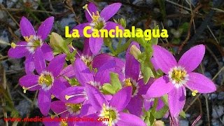 LA CANCHALAGUA  PARA QUE SIRVE – SU USO EN EL REUMATISMO [upl. by Nosnhoj]