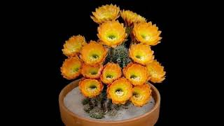 Coccineus cactus cactus flowers Echinocereus Coccineus spectacularvlogger shortvideo [upl. by Eekorehc325]